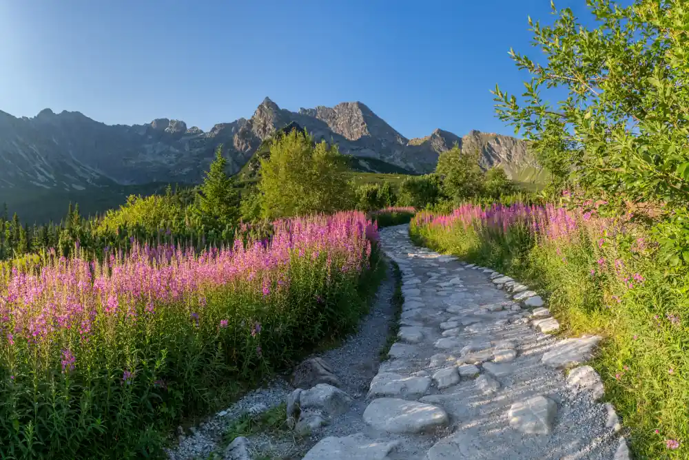Górska ścieżka obok Hali Gąsienicowej