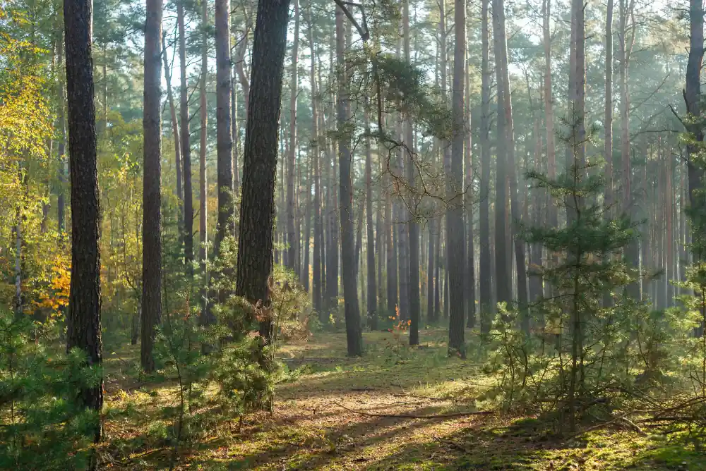 polski las jesienią